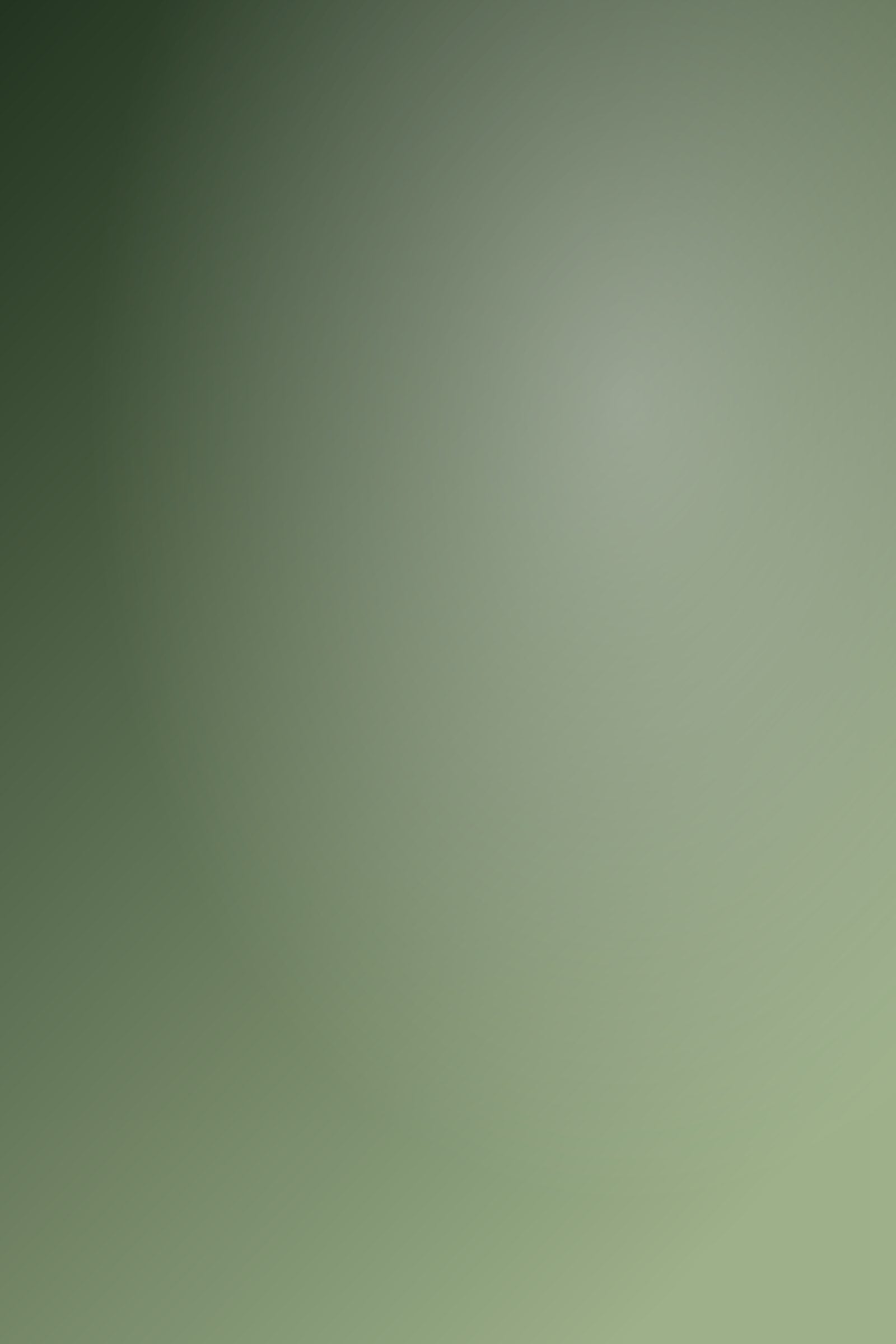 Placeholder gradient standing in for a misty forest path